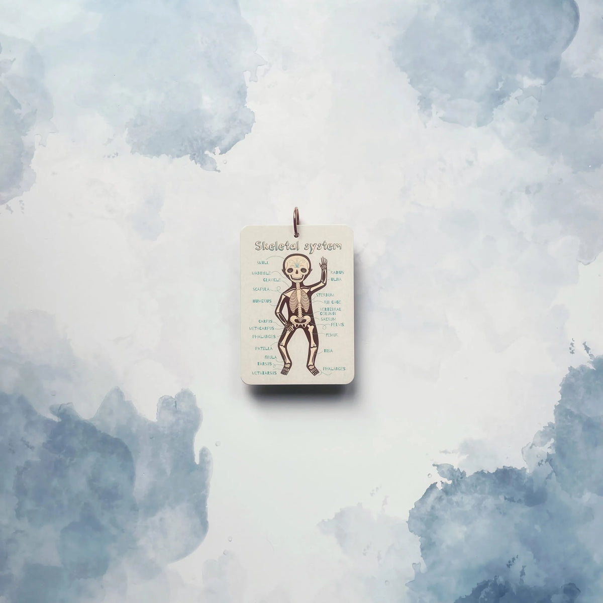 Human Body Flashcard Set – PugglePop